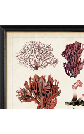 Grande gravura retangular de corais &quot;Estudo antigo de corais&quot; - Modelo 1