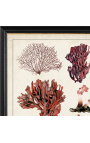 Grande gravura retangular de corais "Estudo antigo de corais" - Modelo 1