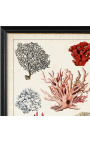 Grote rectangulaire corale gravatie "Oude Coral Studies" - Model 2