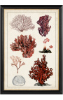 Grande gravure rectangulaire de coraux "Étude antique des coraux" - Modèle 1