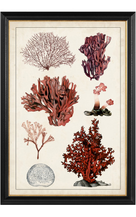 Μεγάλη ορθογώνια γκραβούρα κοραλλιών "Antique coral study" - Μοντέλο 1
