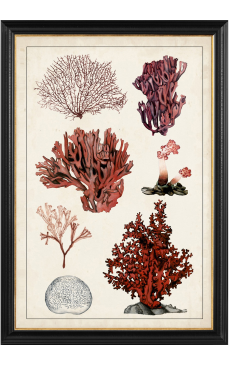 Grande gravure rectangulaire de coraux "Étude antique des coraux" - Modèle 1