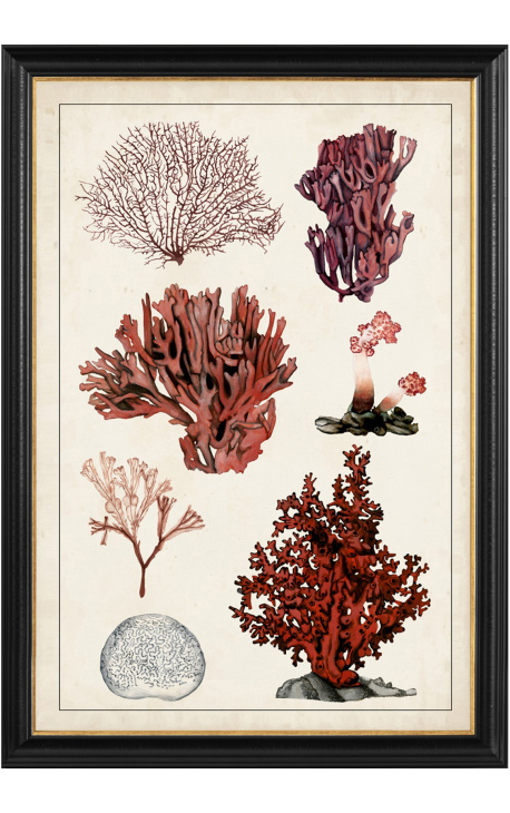 Μεγάλη ορθογώνια γκραβούρα κοραλλιών "Antique coral study" - Μοντέλο 1