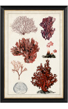 Μεγάλη ορθογώνια γκραβούρα κοραλλιών Antique coral study - Μοντέλο 1