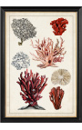Stor rektangulære koralgravering "Antik koral undersøgelse" - Model 2