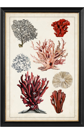 Grande gravura retangular de corais "Estudo antigo de corais" - Modelo 2
