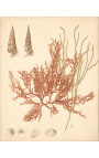 Incisione rettangolare a colori "Archivio dei coralli" - Modello 1