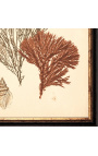 Правоъгълна цветна гравюра "Коралов архив" - Модел 1
