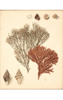 Rectangular color engraving "Coral Archive" - Model 1