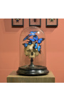 Crâne Memento Mori avec Papillons "Ulysses Ulysses" sous globe en verre sur support en bois