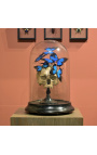 Skull Memento Mori with Papillons "Ulysses Ulysses" under glass globe on wooden base