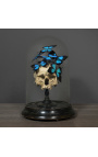 Skull Memento Mori with Papillons "Ulysses Ulysses" under glass globe on wooden base