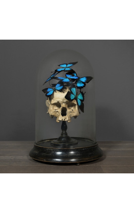 Teschio Memento Mori con Papillons "Ulisses Ulisses" sotto globo di vetro su base di legno