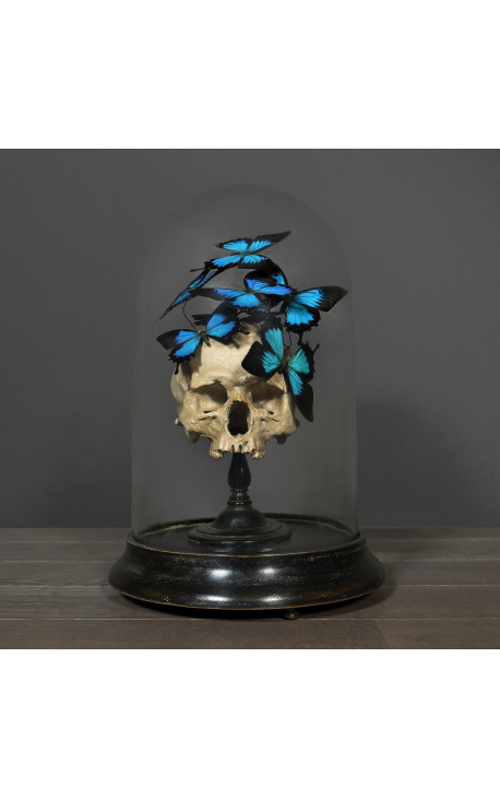 Skull Memento Mori with Papillons "Ulysses Ulysses" under glass globe on wooden base