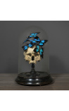 Memento Mori med papilloner Ulysses Ulysses under gløs på tre