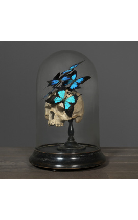 Teschio Memento Mori con Papillons &quot;Ulisses Ulisses&quot; sotto globo di vetro su base di legno