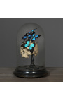 Skull Memento Mori with Papillons "Ulysses Ulysses" under glass globe on wooden base