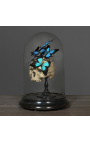 Teschio Memento Mori con Papillons "Ulisses Ulisses" sotto globo di vetro su base di legno