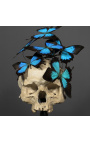 Skull Memento Mori com Papillons "Ulisses Ulisses" sob o globo de vidro na base de madeira