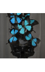 Grand crâne noir Memento Mori avec Papillons "Ulysses Ulysses" sous globe en verre