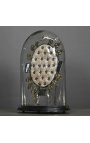 Ovale glazen koepel bruid op houten steun "Het medaillon"