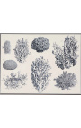Svartvit korallgravyr med svart och silverram