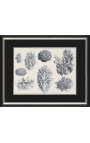 Zwart-witte koraalgravure met zwart en zilveren frame