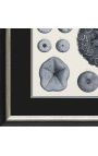 Черно-белая гравюра морских ежей в черно-серебряной рамке