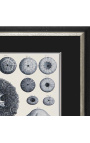 Black and white engraving of sea urchins with black and silver frame