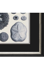 Black and white engraving of sea urchins with black and silver frame