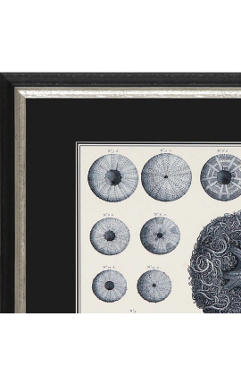 Črno-bela gravura morskih ježkov s črno-srebrnim okvirjem