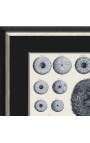 Čiernobiela rytina morských ježkov s čierno-strieborným rámom
