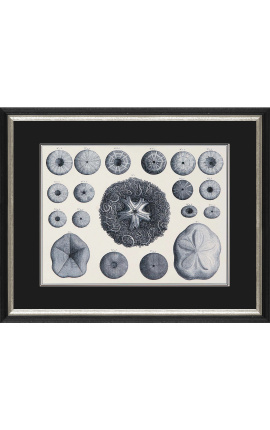Črno-bela gravura morskih ježkov s črno-srebrnim okvirjem