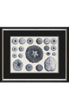 Black and white engraving of sea urchins with black and silver frame