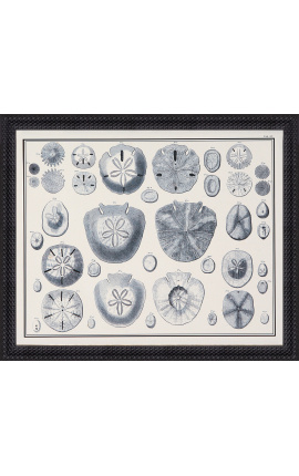 Black and white urchins engraving with black frame - 55 x 45 cm - Model 2