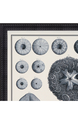 Black and white urchins engraving with black frame - 55 x 45 cm - Model 4