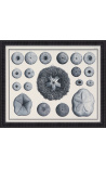 Gravure d'oursins en noir et blanc avec cadre noir - 55 x 45 cm - Modèle 4