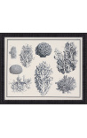 Gravura de corali alb-negru cu cadru negru - 55 x 45 cm - Modelul 3