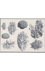 Black and white coral engraving with black frame - 55 x 45 cm - Model 3