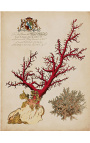 Gravure Royale rectangulaire en couleur de coraux - Modèle 4 - 50 cm x 40 cm