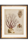 Gravure Royale rectangulaire en couleur de coraux - Modèle 3 - 50 cm x 40 cm