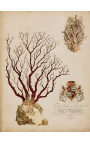 Gravura retangular real em cor de coral - Modelo 3 - 50 cm x 40 cm