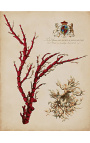 Gravura retangular real em cor de coral - Modelo 2 - 50 cm x 40 cm