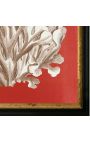 Square engraving of a coral with black and golden frame 30 x 30 - Model 1