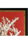 Square engraving of a coral with black and golden frame 30 x 30 - Model 3