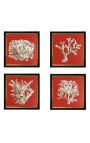 Vierkante gravure van een koraal met zwarte en gouden lijst 30 x 30 - Model 1