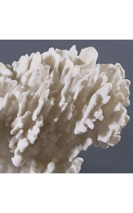 Coral Stylophora Pistillata balts milzīgs, kas uzstādīts uz koka bāzes