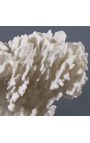 Koral Stylophora Pistillata kæmpe hvid monteret på træ