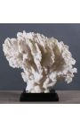 Coral Stylophora Pistillata gigant alb montat pe o bază de lemn