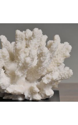 Coral montado em base de madeira
